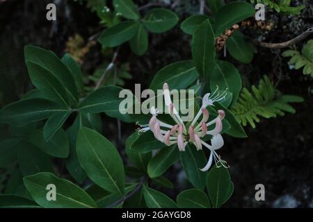 Lonicera periclymenum ou plantes communes de chèvrefeuille fleurant au printemps Banque D'Images