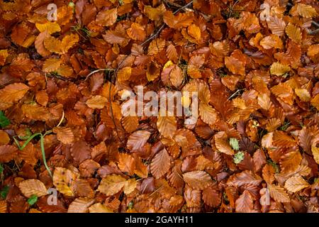 Fagus sylvaica ou hêtre feuilles caduques automnales tombées vue de dessus Banque D'Images