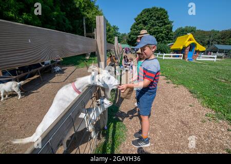 Un jeune garçon nourrit une chèvre dans une ferme familiale de petting dans le comté de Howard, Maryland, États-Unis Banque D'Images