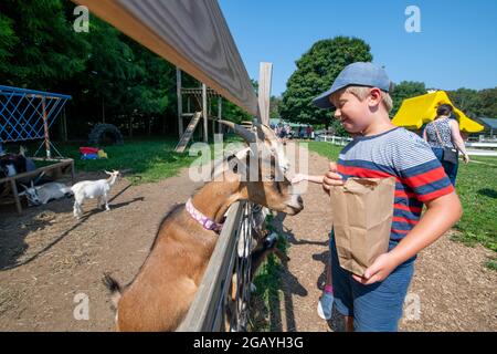 Un jeune garçon nourrit une chèvre dans une ferme familiale de petting dans le comté de Howard, Maryland, États-Unis Banque D'Images