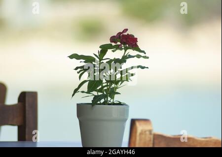 Petite marmite de fleurs sur une table de taverne sur l'île grecque isolée de Koufonisi. Capture d'arrière-plan floue, avec espace de copie. Paysage. Banque D'Images