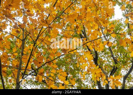 Chêne rouge de Quercus rubra arbre à feuilles caduques feuillage automnal Banque D'Images