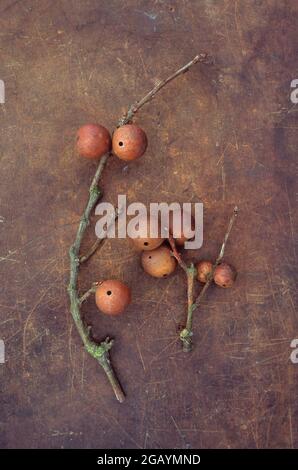 Deux branches de chêne anglais ou de Quercus robur portant des pommes de chêne brun sèches sur du cuir éraflé Banque D'Images