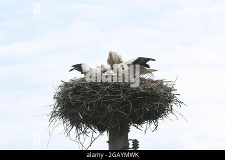 08/01/2021, Allemagne, Brandebourg, Ihlow ( Oberbarnim). Jeunes cigognes se nourrissant dans un nid de cigognes. Banque D'Images