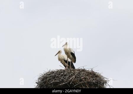 08/01/2021, Allemagne, Brandebourg, Ihlow ( Oberbarnim). Jeunes cigognes dans un nid de cigognes. Banque D'Images