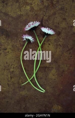 Trois fleurs et tiges fraîches de Lawn Daisy ou Bellis perennis avec des pétales blancs et des bouts roses couchés sur du laiton terni Banque D'Images