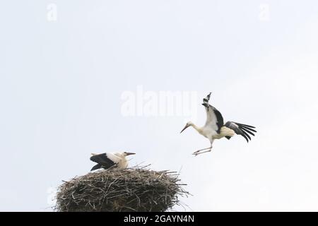 08/01/2021, Allemagne, Brandebourg, Ihlow ( Oberbarnim). Jeunes cigognes atterrissant dans le nid du cigognes, Banque D'Images