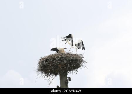 08/01/2021, Allemagne, Brandebourg, Ihlow ( Oberbarnim). Jeunes cigognes atterrissant dans le nid du cigognes, Banque D'Images