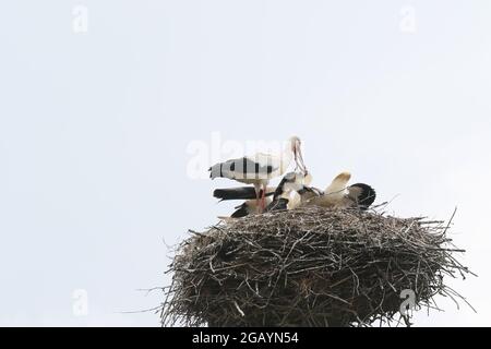 08/01/2021, Allemagne, Brandebourg, Ihlow ( Oberbarnim). Jeunes cigognes se nourrissant dans un nid de cigognes. Banque D'Images