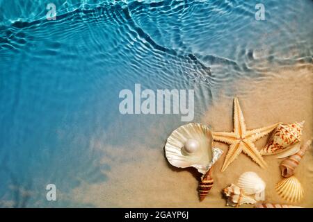 Starfish et seashell sur la plage d'été en eau de mer. Arrière-plan d'été Banque D'Images