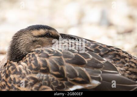 Canard colvert femelle [ Anas platyrhynchos ] gros plan avec la tête rentrée dans les plumes du dos Banque D'Images