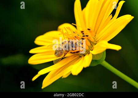 abeille sur une fleur de compas Banque D'Images