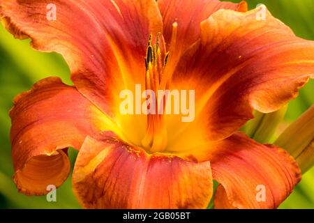 Fleur d'oranger Hemerocallis 'Master' Daylilies Banque D'Images