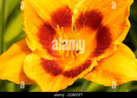 Orange dayly Hemerocallis 'Eye-yi-yi' fleurs de Daylilies Banque D'Images