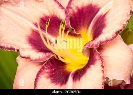 Mauve-rose Daylily Hemerocallis 'Edge Ahead' fleur Daylilies Banque D'Images