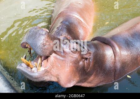 Hippopotame tout en open mount dans un étang Banque D'Images