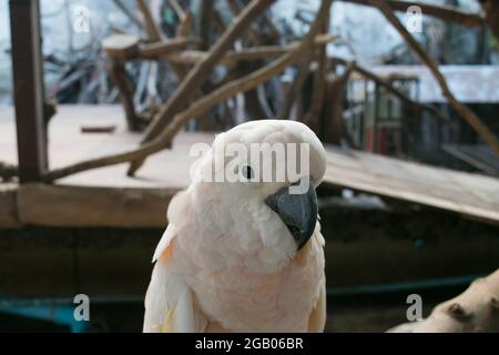 Perroquet blanc sur la branche en bois Banque D'Images