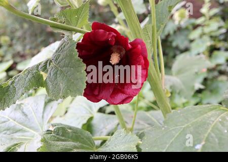 Alcea rosea ‘Roi Henry VIII Rouge’ hollyhock Roi Henry VIII Rouge - demi-double fleur en forme d'entonnoir rouge profond avec centre bordeaux et pétales créés Banque D'Images