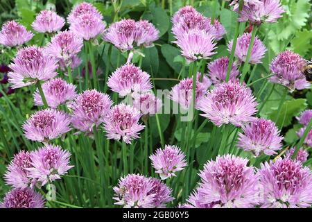 Allium schoenoprasum – ombelles semi-circulaires de fleurs de rose violette et de feuilles linéaires, juin, Angleterre, Royaume-Uni Banque D'Images