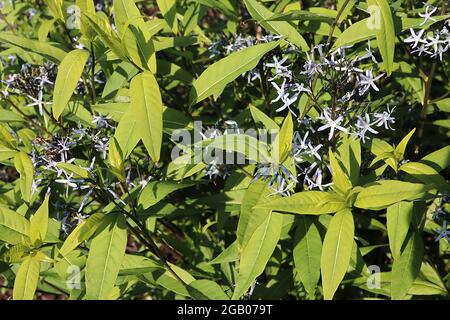 Amsonia tabernaemontanavar salicifolia est bluestar – fleurs bleu pâle en forme d'étoile et feuilles en forme de lance vert moyen, juin, Angleterre, Royaume-Uni Banque D'Images