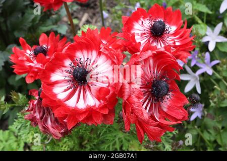 Anemone coronaria St Brigid rouge blanc bicolore coquelicot Anemone Saint Brigid – doubles fleurs rouges avec centre blanc et bouton noir, juin, Angleterre, Royaume-Uni Banque D'Images