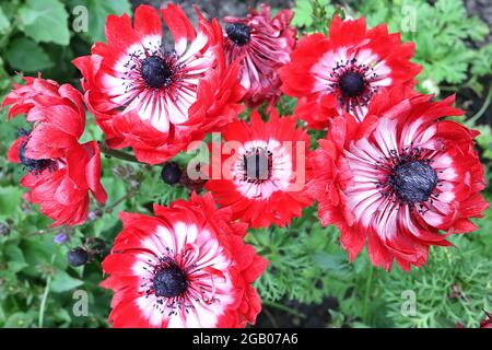 Anemone coronaria St Brigid rouge blanc bicolore coquelicot Anemone Saint Brigid – doubles fleurs rouges avec centre blanc et bouton noir, juin, Angleterre, Royaume-Uni Banque D'Images