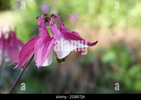 Aquilegia ‘Cameo Rose White’ Columbine / capot de Granny Cameo Rose White - fleurs violet rose foncé avec pétales intérieurs blancs, juin, Angleterre, Royaume-Uni Banque D'Images