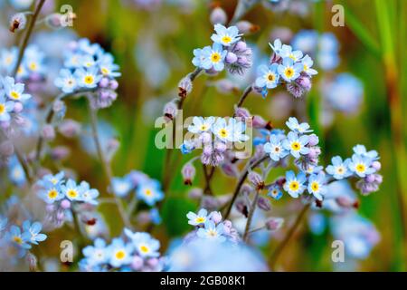 Field Forget-me-not (myosotis arvensis), gros plan d'une masse enchevêtrée de petites plantes à fleurs bleues distinctives. Banque D'Images