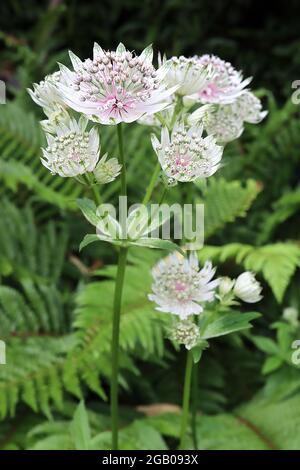 Astrantia Major ‘Star of billion’ masterwort Star of billion - White Tublar flowers with green-bactes White bractées, June, England, UK Banque D'Images