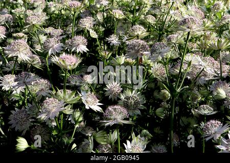 Astrantia Major ‘Star of billion’ masterwort Star of billion - White Tublar flowers with green-bactes White bractées, June, England, UK Banque D'Images