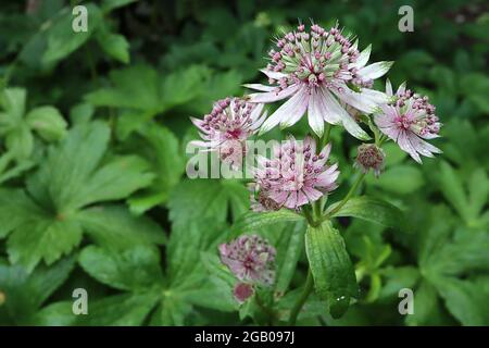 Astrantia Major ‘Star of billion’ masterwort Star of billion - White Tublar flowers with green-bactes White bractées, June, England, UK Banque D'Images