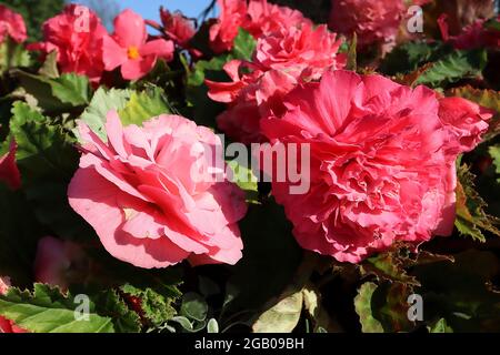 Begonia tuberosa ‘Rose roseform’ nuances roses de fleurs entièrement doubles et feuilles en forme d’ange vert avec bords dentelés, juin, Angleterre, Royaume-Uni Banque D'Images