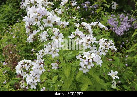 Campanula lactiflora ‘Alba’ Milky bellflower Alba – grappes de fleurs en forme de cloche ouvertes en grappes à tiges, juin, Angleterre, Royaume-Uni Banque D'Images