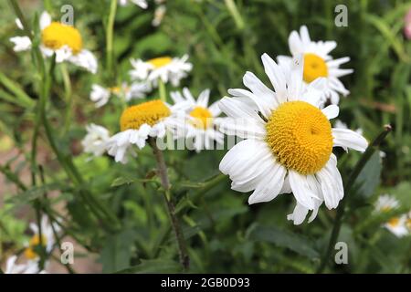 Chamaemelum nobile Chamomile – fleurs blanches en forme de Marguerite avec centre jaune bombé, juin, Angleterre, Royaume-Uni Banque D'Images