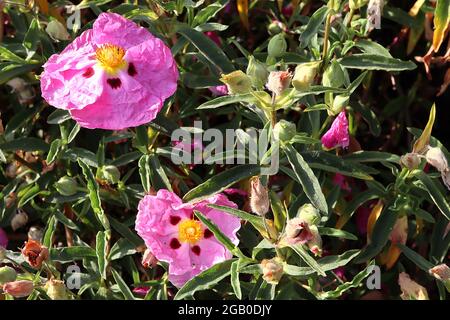 Rose de roche d'orchidée cistus x purpurpureus – fleurs roses avec guides de nectar rouge marron, juin, Angleterre, Royaume-Uni Banque D'Images