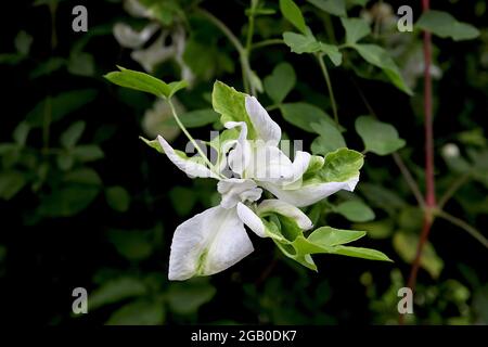 Clematis ‘Alba luxurians’ Clématis blanc aux pétales torsadés et aux touches vertes, juin, Angleterre, Royaume-Uni Banque D'Images