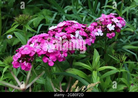 Dianthus barbatus «Dash Magicien» Sweet William Dash Magicien – têtes de fleurs bombées de fleurs blanches, roses moyennes et profondes avec pétales bordés, juin, Banque D'Images