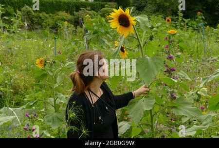 Femme en vêtements noirs regardant vers le haut de tournesol simple dans le jardin sauvage, visage tourné à la fleur.L'amour de la nature, l'intégralité, la confiance dans la nature. Banque D'Images