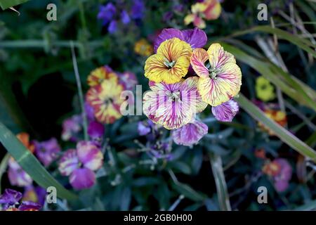 Erysimum cheiri / Wallflower ‘moment de Monet’ et ‘constant hourras’ fleurs marbrées de stries pourpres, blanches, rouges et jaunes, juin, Angleterre, Royaume-Uni Banque D'Images