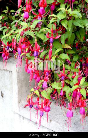 Fuchsia ‘Genii’ violet jupe et sépales pourpre suréparés, juin, Angleterre, Royaume-Uni Banque D'Images