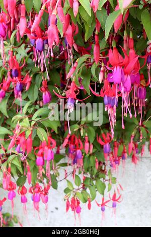 Fuchsia ‘Genii’ violet jupe et sépales pourpre suréparés, juin, Angleterre, Royaume-Uni Banque D'Images