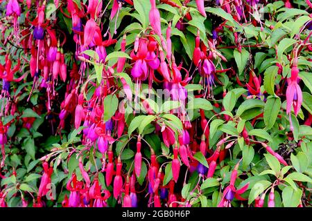 Fuchsia ‘Genii’ violet jupe et sépales pourpre suréparés, juin, Angleterre, Royaume-Uni Banque D'Images