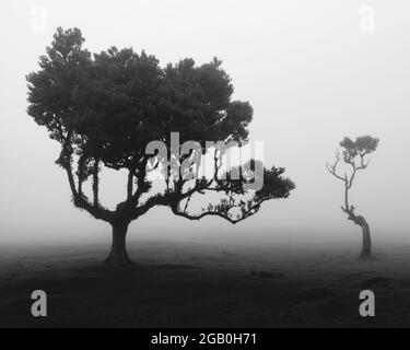 Photographie noire et blanche contrastée d'arbres uniques dans la forêt de Fanal de Madère Banque D'Images