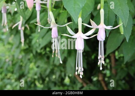 Fuchsia magellanica var molinae ‘Alba’ fush fuchsia de la jeune fille blanche mince jupe rose pâle et sépales blancs évasés, juin, Angleterre, Royaume-Uni Banque D'Images