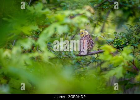 L'albacore (Emberiza citrinella) assis sur une branche et regardant en arrière. Encadrés par des feuilles vertes. Banque D'Images