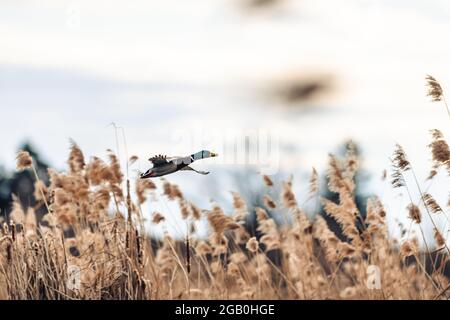 Canard colvert mâle volant au-dessus d'un étang au-dessus des roseaux. Le canard se déporte. Banque D'Images