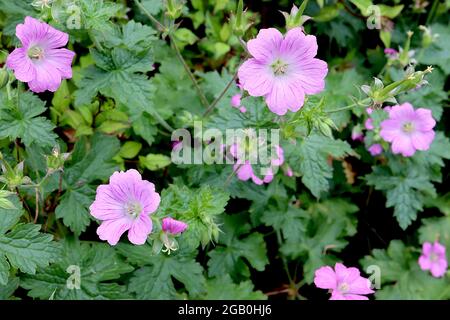 Géranium x oxonianum ‘Claridge Druce’ Cranesbill Claridge Druce – fleurs rose pâle avec nervures violettes, juin, Angleterre, Royaume-Uni Banque D'Images