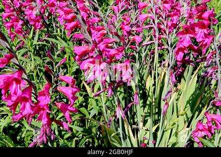 Gladiolus communis subsp byzantinus byzantin Gladiolus – fleurs magenta en forme d'entonnoir avec deux bandes blanches, juin, Angleterre, Royaume-Uni Banque D'Images