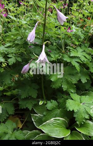 HostA undulata ‘Albomarginata’ plantain ondulé Lily Albomarginata – fleurs tubulaires rose pâle sur de grandes tiges au-dessus de feuilles vertes fraîches avec marges de crème, Banque D'Images