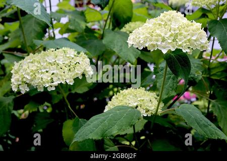 Hydrangea arborescens «Annabelle» Hortensia Annabelle – grandes têtes de fleurs blanches crémeuses, juin, Angleterre, Royaume-Uni Banque D'Images